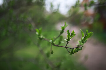 Summer landscape, lush green vegetation and nature.