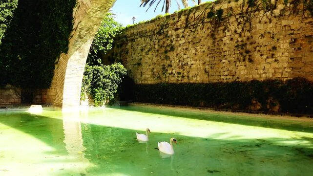 Swans in a pond near Royal Palace in Palma, Spain