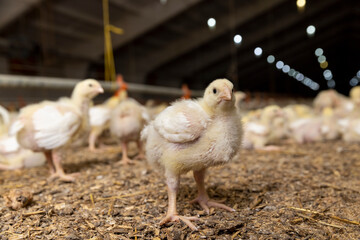 small chickens in down and feathers during cultivation