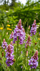 Fototapeta premium nature background with purple wild flowers. blossom lilac flowers Ivan-tea, kiprei or epilobium. herbal tea on meadow. summer time. banner, low-poly. White tone