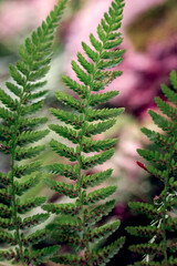 Close-Up of Green Fern Leaves with a Soft Blurred Background