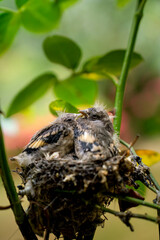 Baby Birds Resting in a Nest Among Green Branches