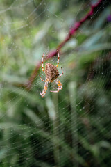 Close-Up of Spider on Web in a Natural Setting