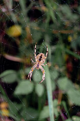 Close-Up of Spider on Web in a Natural Setting
