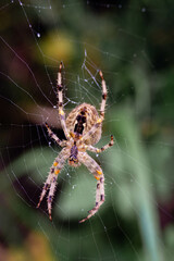 Close-Up of Spider on Web in a Natural Setting