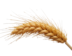 Ear of wheat spikelet isolated on transparent or white background, png