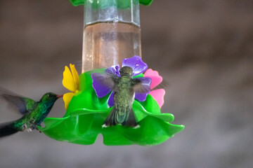 Bebedero de colibrís © GABRIELA