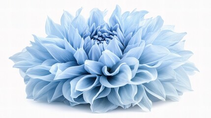 Obraz premium Stunning Blue Dahlia Flower with Big Shaggy Petals Isolated on White
