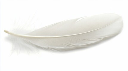 Single White Feather on White Background