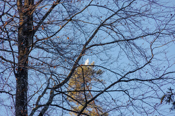 A great egret stands in the warming rays of the morning sun by a stream in Siebenbrunn