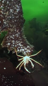 A spider crab glides over a seaweed leaf in the chilly waters of the White Sea, navigating the icy environment in a quest for nourishment, showcasing the unique life beneath the Arctic ice.