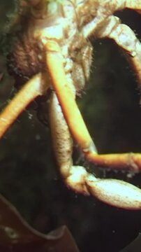 In the icy waters beneath the Arctic ice, a spider crab Hyas carefully navigates a seaweed leaf, scouring the frigid environment for sustenance in the beautiful White Sea.