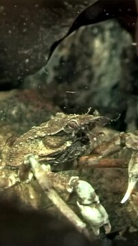 Underneath Arctic ice, spider crab named Hyas delicately navigates seaweed leaf, searching for food amidst frigid environment of White Sea, showcasing its unique adaptation to harsh conditions.