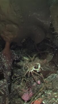 Amidst the tranquil cold waters of the White Sea, a spider crab navigates through seaweed, searching for food under the Arctic ice.