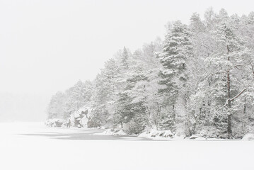Snow covered trees stand beside a frozen lake in Sweden during winter's quiet embrace