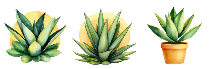 Obraz premium Vibrant Plant Bathed in Golden Sunlight