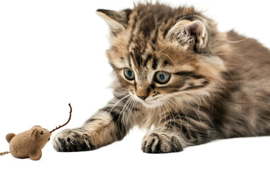 Fototapeta premium Adorable Fluffy Kitten Engaged in Play with a Toy Mouse Isolated on transparent background PNG