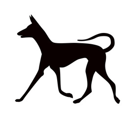 Silhouette of a running dog, Ibizan Hound breed
