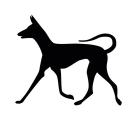 Silhouette of a running dog, Ibizan Hound breed