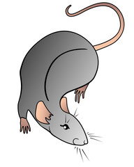 Cute gray rat - a symbol of the Chinese horoscope. Rat - rodent pet vector picture.	