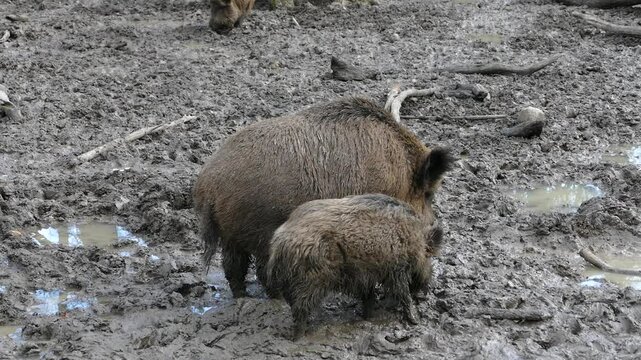 Wildschwein - Wisentgehege Springe