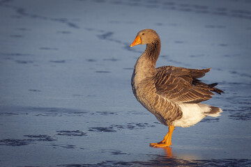 On a sunny winter day, a greylag goose stands on the frozen lake, perpendicular to the camera lens.	
