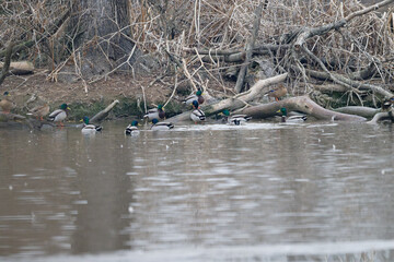 Animals in a nature reserve in the Piedmont countryside