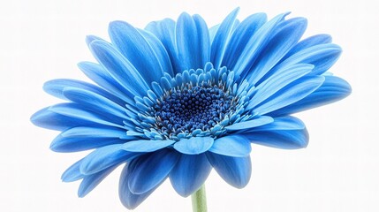 Obraz premium Isolated Blue Flower on White Background in High Resolution