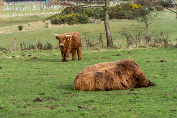 Two Highland cattle in a green pasture—one standing with long horns and shaggy fur, the other resting on the grass. A rural landscape with trees, fences, and rolling hills in the background.