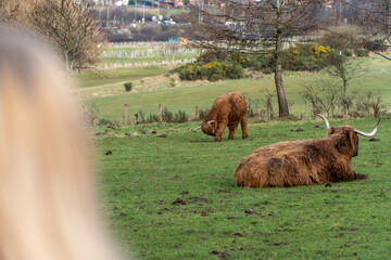 Two Highland cattle in a grassy field—one grazing, the other resting with large curved horns. A blurred person watches in the foreground. Rural landscape with trees, fencing, and rolling hills.