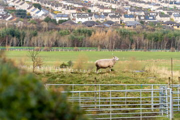 A single sheep stands on a grassy hill, enclosed by a metal fence, with a suburban town in the background. The rural foreground contrasts with the modern houses and solar panels beyond.