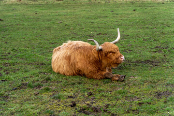 A Highland cow with long, thick fur and curved horns rests on a green field. Its eyes are hidden beneath its shaggy coat, creating a peaceful, rustic scene in the countryside.