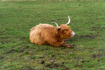 A Highland cow with long, shaggy fur and curved horns rests on a grassy field, licking its nose. The muddy terrain and overcast lighting add to the rustic, natural atmosphere.