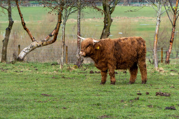 A young, ginger Highland cow with shaggy fur and curved horns stands on green grass near leafless trees, wearing a yellow ear tag in a serene, rural landscape.