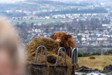 A Highland cow with shaggy reddish-brown fur feeds on a large pile of hay in a metal feeder, set against a backdrop of a town and rolling green hills under a cloudy sky.
