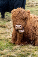 A Highland cow with shaggy, reddish-brown fur sits on grassy terrain, mouth slightly open revealing its teeth and tongue. A black cow stands blurred in the background.