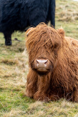 A Highland cow with long, shaggy reddish-brown fur sits on grassy terrain, its face partially covered by hair. A black cow is visible, slightly out of focus, in the background.