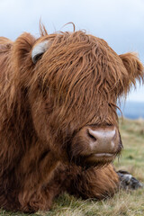 A close-up of a Highland cow with shaggy, reddish-brown fur lying on grassy terrain. Its large horn peeks through thick hair, with a calm expression under a cloudy sky.