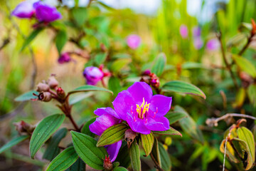 山頂の花(タイ)