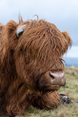 A close-up of a Highland cow with shaggy, reddish-brown fur lying on grassy terrain. Its large horn peeks through thick hair, with a calm expression under a cloudy sky.