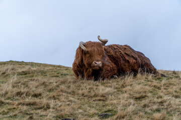 A resting Highland cow with long, curved horns and a thick, reddish-brown shaggy coat lies on a grassy hillside under an overcast sky.