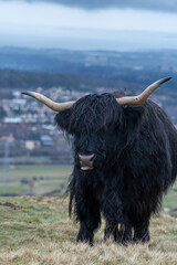 Majestic black Highland cow with long, curved horns and shaggy coat standing on a grassy hill, overlooking a distant town under a moody, cloud-filled sky.
