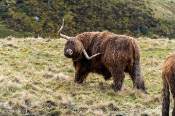 A Highland cow with a twisted horn stands in a grassy field, surrounded by hilly terrain. Its shaggy auburn fur contrasts with the rugged, green countryside backdrop of the Scottish Highlands.