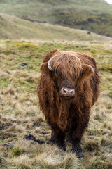 A Highland cow with shaggy auburn fur and short horns stands in a grassy, hilly landscape, gazing directly at the camera amidst a cloudy, rugged Scottish countryside scene.