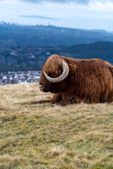 A Highland cow with auburn fur and curved horns rests peacefully on a grassy hill, overlooking a valley filled with homes and distant water under a cloudy sky.