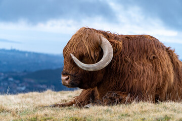 A majestic Highland cow with long auburn fur and curved horns rests on a grassy hilltop, overlooking a misty valley and distant cityscape under a cloudy sky.