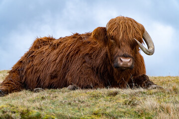 A tranquil Highland cow with thick auburn fur and large curved horns rests on a grassy hillside under a cloudy sky, embodying the serene beauty of the Scottish countryside.