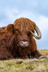 A majestic Highland cow with long shaggy fur and curved horns rests on a grassy hill, gazing calmly under a cloudy sky, showcasing its iconic rugged beauty