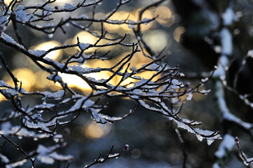 Golden hour winter sunlight through branches covered in snow 