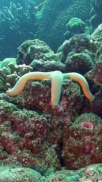 Immerse in the underwater beauty as delicate starfish move gracefully across the coral reef. Witness the white starfish and striking blue sea star living harmoniously in their natural environment.
